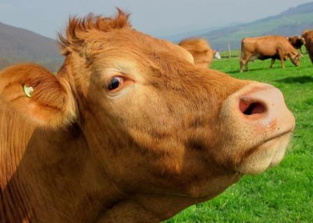 Imprese agricole: abolizione Irpef e agevolazioni imprese agricole