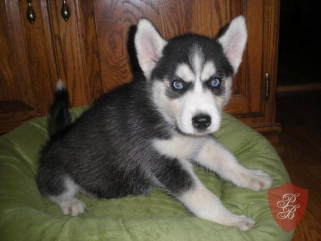 cuccioli siberian husky disponibili
