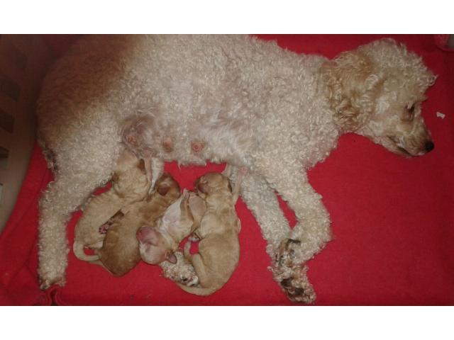 BARBONCINO/NANO/ALBICOCCA