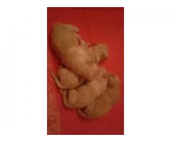 BARBONCINO/NANO/ALBICOCCA