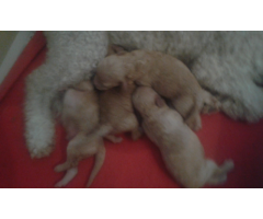 BARBONCINO/NANO/ALBICOCCA