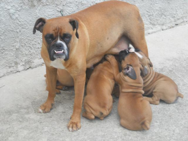 BOXER CUCCIOLI