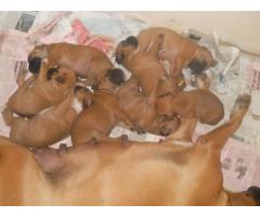BOXER CUCCIOLI