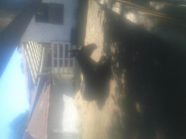 mula da soma da tiro e da sella