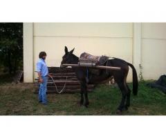 mula da soma da tiro e da sella