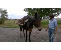 mula da soma da tiro e da sella