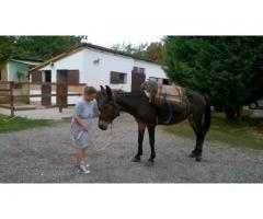 mula da soma da tiro e da sella