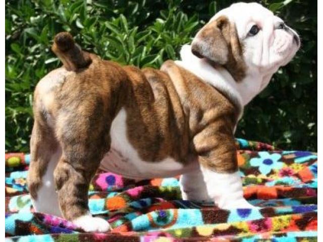 Bulldog inglese cuccioli disponibili