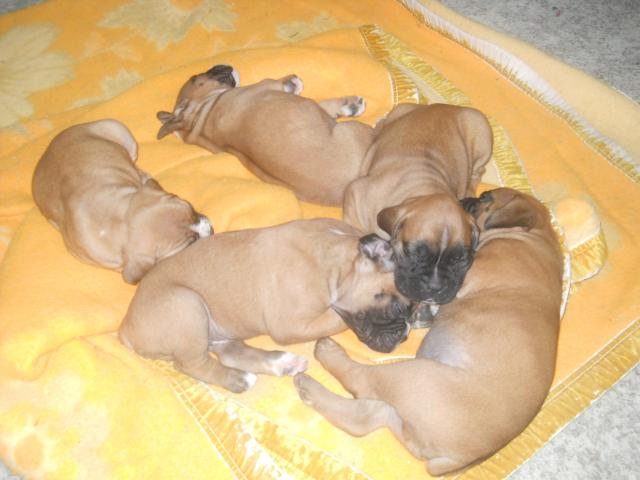 BOXER CUCCIOLI