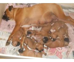 BOXER CUCCIOLI