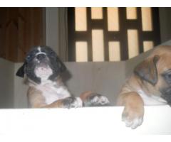 BOXER CUCCIOLI