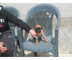 BOXER CUCCIOLI
