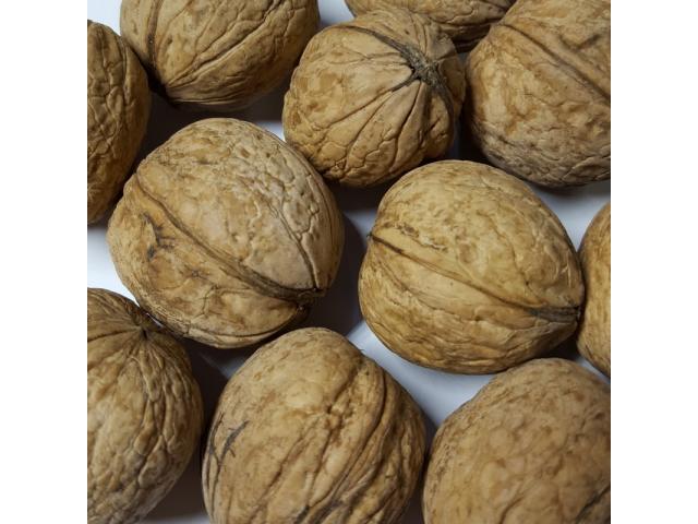 VENDO NOCE ALL INGROSSO IN GUSCIO CAL 30/32  AL PREZZO DI 1,70