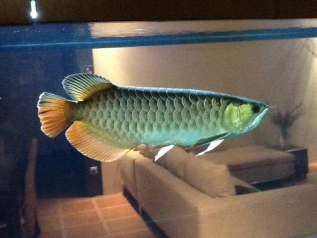 Pesci drago carovana giapponesi Rari