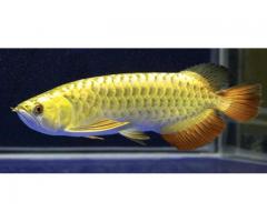 Pesci drago carovana giapponesi Rari