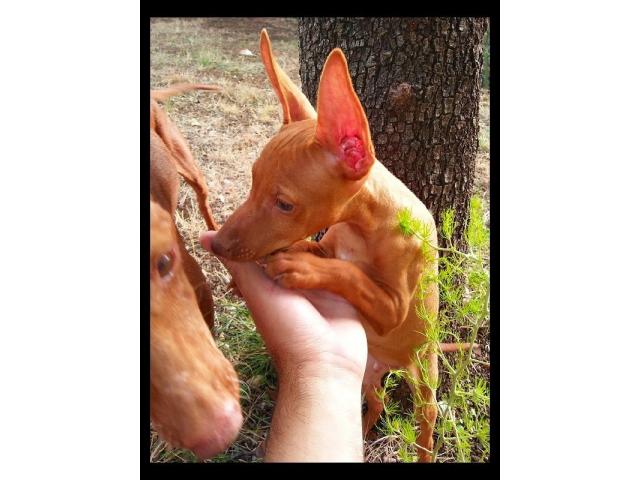 Cirneco dell'Etna Cucciolo Maschio .