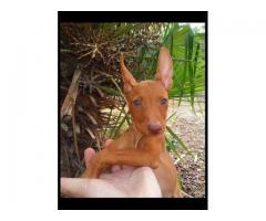 Cirneco dell'Etna Cucciolo Maschio .