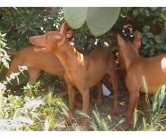 Cirneco dell'Etna Cucciolo Maschio .
