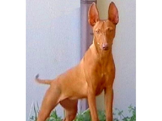 Cirneco un Cucciolo Maschio .