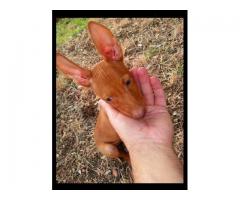 Cirneco un Cucciolo Maschio .