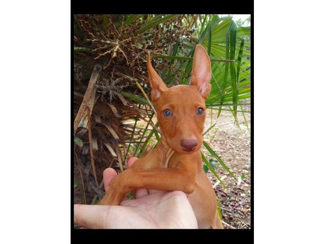 Un cucciolo di Cirneco dell' Etna .