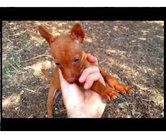Un cucciolo di Cirneco dell' Etna .