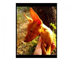 Un cucciolo di Cirneco dell' Etna .