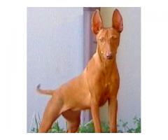 Un cucciolo di Cirneco dell' Etna .