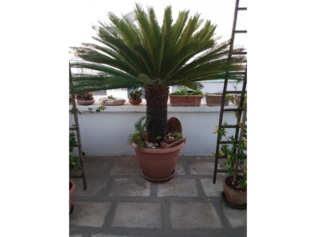 Cycas ventennale