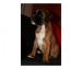 cuccioli boxer vendita e allevamento-BOXER VENDO