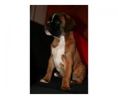 cuccioli boxer vendita e allevamento-BOXER VENDO