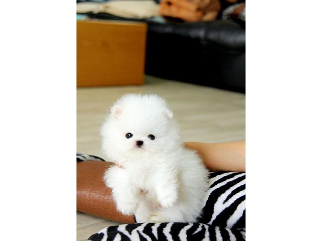 Dolcissimo Cuccioli di Volpino Pomerania toy