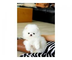 Dolcissimo Cuccioli di Volpino Pomerania toy