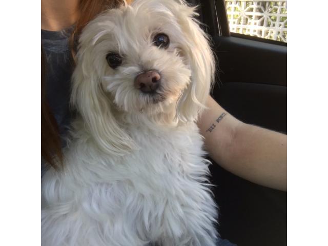 Bolognese maschio pedigree