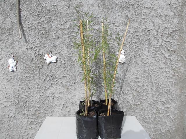 PIANTINE DI BACCHE I GOJI