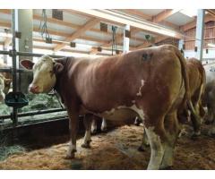 Simmental austriace