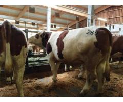 Simmental austriace