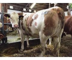 Simmental austriace