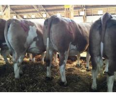 Simmental austriace