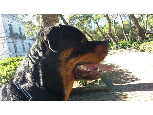 Cerco una femmina Rotteiler per accoppimento per il mio maschio vero Rottweiler stile
