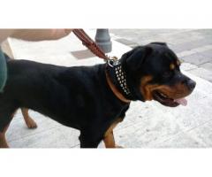 Cerco una femmina Rotteiler per accoppimento per il mio maschio vero Rottweiler stile