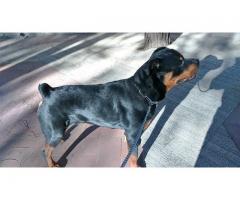 Cerco una femmina Rotteiler per accoppimento per il mio maschio vero Rottweiler stile