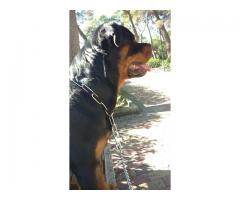 Cerco una femmina Rotteiler per accoppimento per il mio maschio vero Rottweiler stile