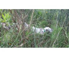 sci con scarponi e casco x bambini,nuovi.