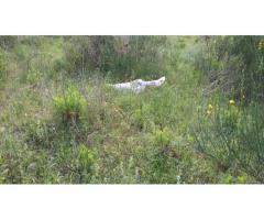 sci con scarponi e casco x bambini,nuovi.