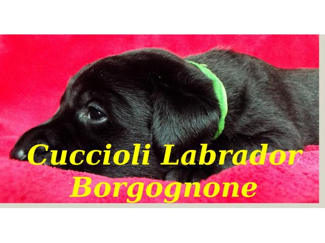 Cuccioli Labrador Retriever, pedigree con certificazioni ENCI