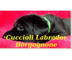Cuccioli Labrador Retriever, pedigree con certificazioni ENCI