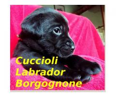 Cuccioli Labrador Retriever, pedigree con certificazioni ENCI