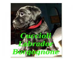Cuccioli Labrador Retriever, pedigree con certificazioni ENCI