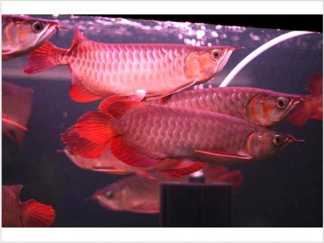 Pesce Arowana in vendita.